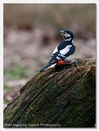 Great spotted woodpecker - Dendrocopos major