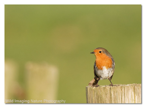 Robin - Erithacus rubecula