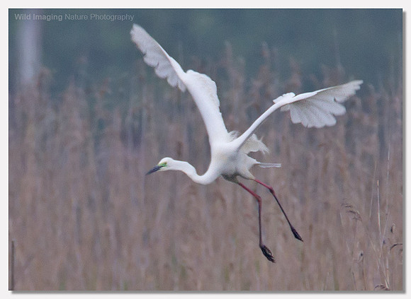 Great white egret - Ardea alba