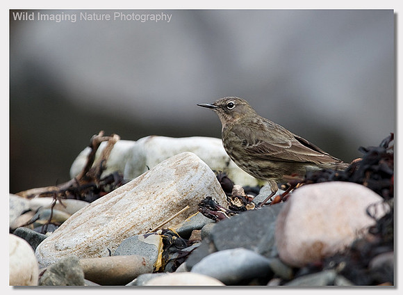 Rock pipit - Anthus petrosus