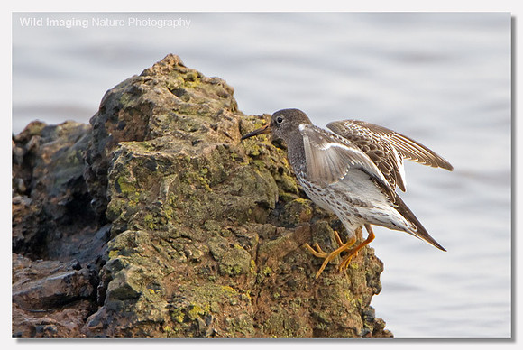Purple sandpiper - Calidris maritima