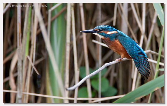 Kingfisher - Alcedo atthis