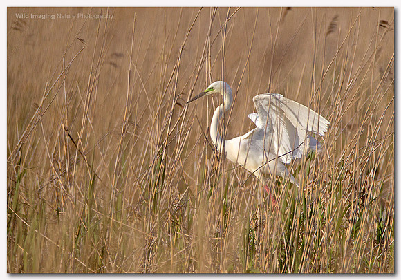 Great white egret - Ardea alba