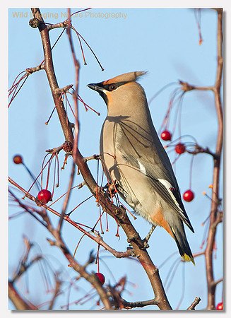 Waxwing - Bombycilla garrulus