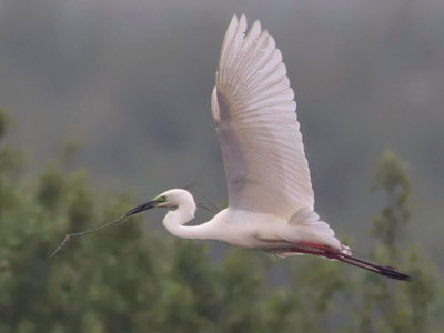Great white egret - Ardea alba