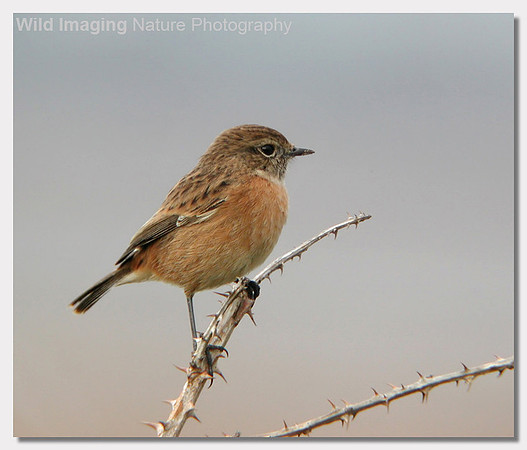 Stonechat - Saxicola torquata