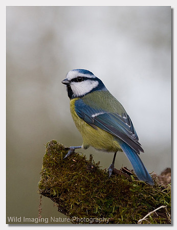 Blue tit - Parus caerulus
