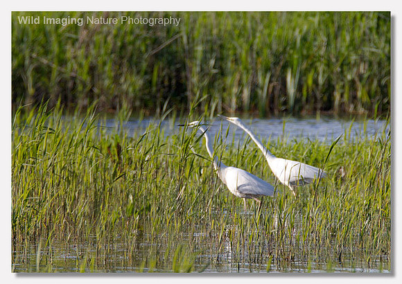 Great white egret - Ardea alba