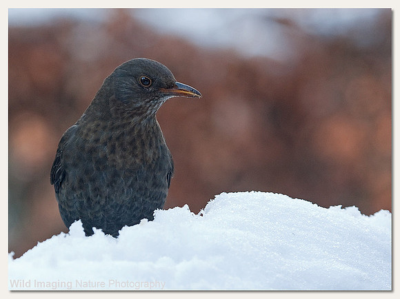 Blackbird - Turdus merula