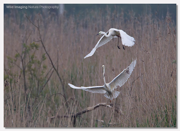 Great white egret - Ardea alba