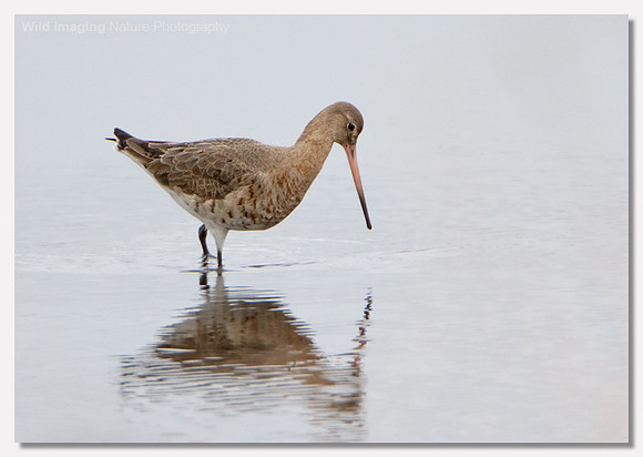 Black-tailed godwit - Limosa limosa