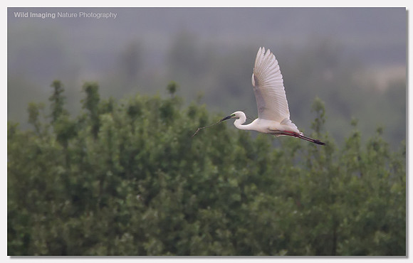 Great white egret - Ardea alba
