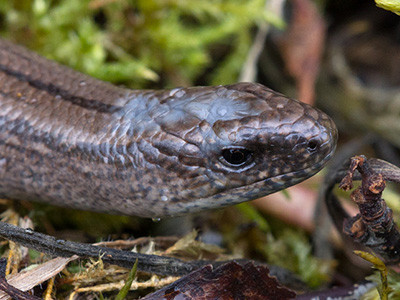 Slow worm - Anguis fragilis