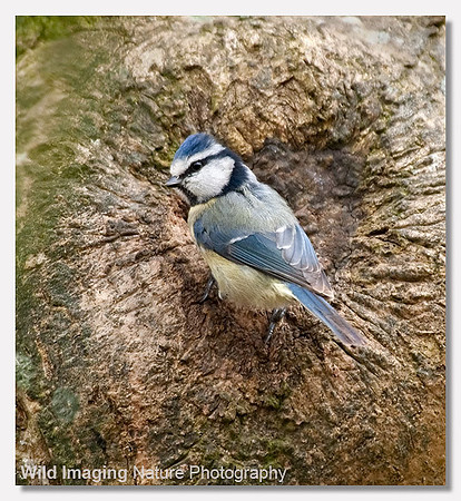 Blue tit - Parus caerulus