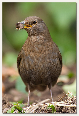 Blackbird - Turdus merula