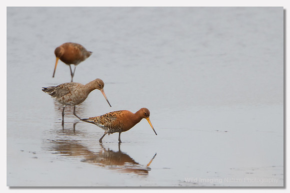 Black-tailed godwit - Limosa limosa