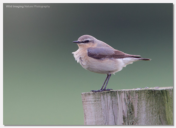 Wheatear - Oenanthe oenanthe