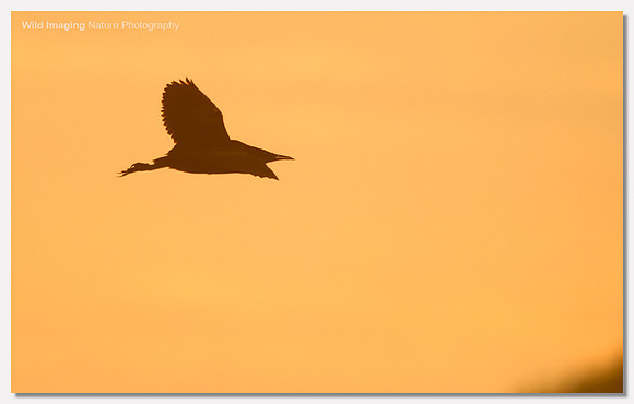 Bittern - Botaurus stellaris