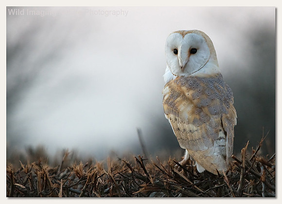 Barn owl - Tyto alba