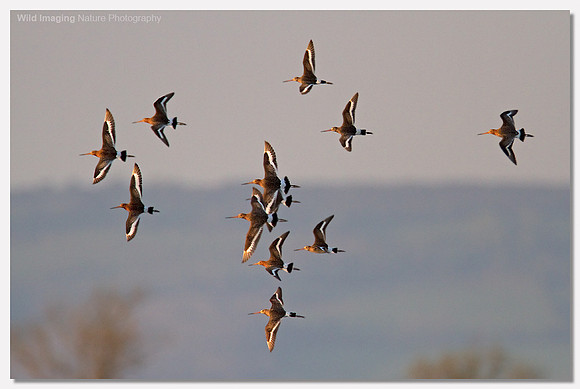 Black-tailed godwit - Limosa limosa