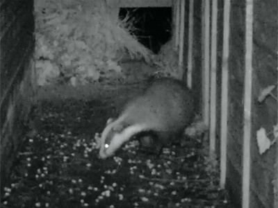 Badger in garden