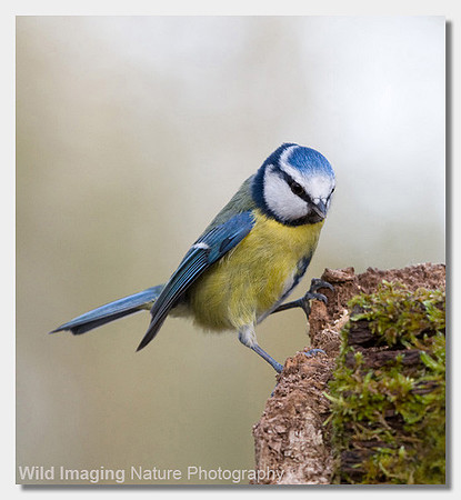 Blue tit - Parus caerulus