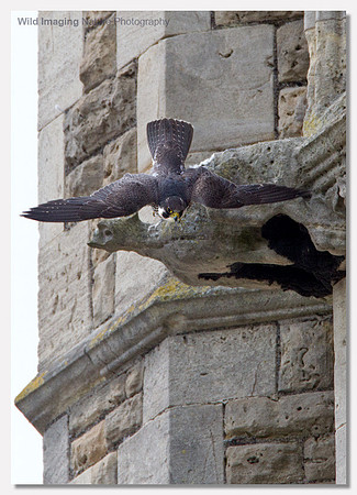 Peregrine falcon - Falco peregrinus