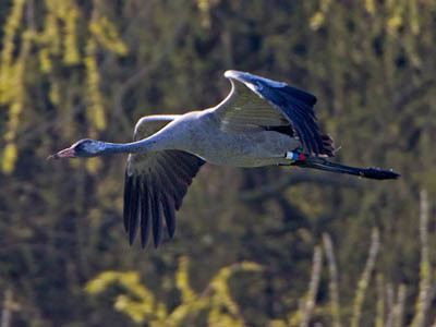 Common crane - Grus grus