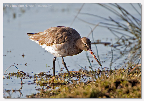 Black-tailed godwit - Limosa limosa