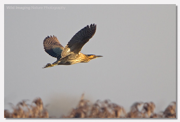 Bittern - Botaurus stellaris