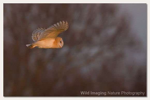 Barn owl - Tyto alba