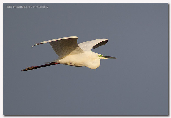 Great white egret - Ardea alba