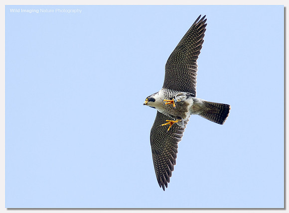 Peregrine falcon - Falco peregrinus