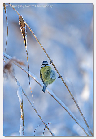 Blue tit - Parus caerulus