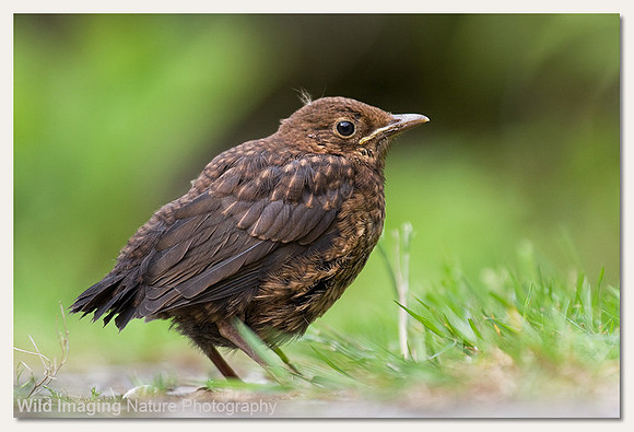 Blackbird - Turdus merula