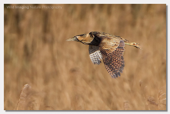 Bittern - Botaurus stellaris