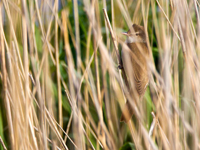 Great reed warbler - Acrocephalus arundinaceus