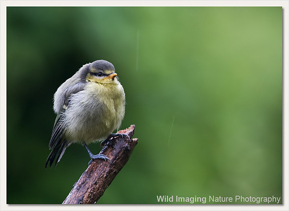 Blue tit - Parus caerulus