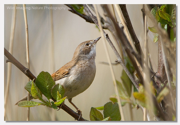 Whitethroat - Sylvia communis