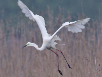 Great white egret - Ardea alba