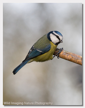 Blue tit - Parus caerulus