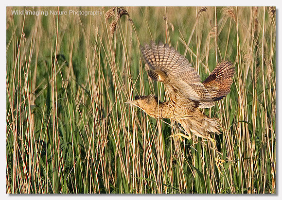 Bittern - Botaurus stellaris