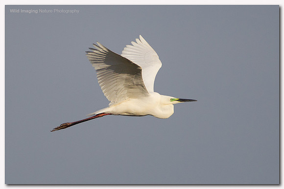 Great white egret - Ardea alba