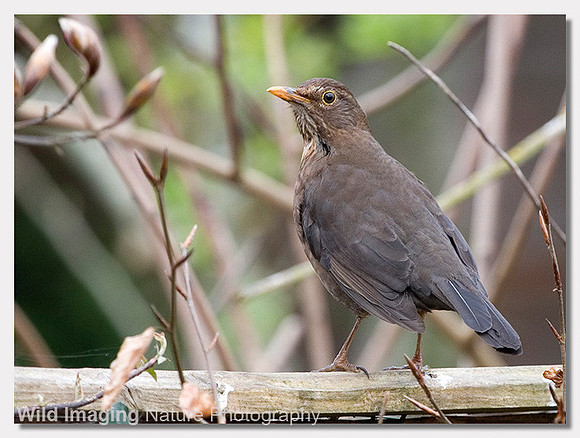Blackbird - Turdus Merula