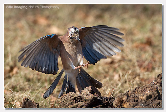Jay - Garrulus glandarius