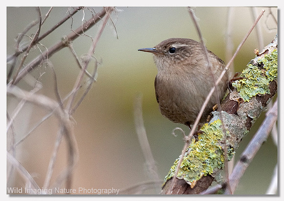 Wren - Troglodytes troglodytes