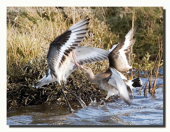 Black-tailed godwit - Limosa limosa