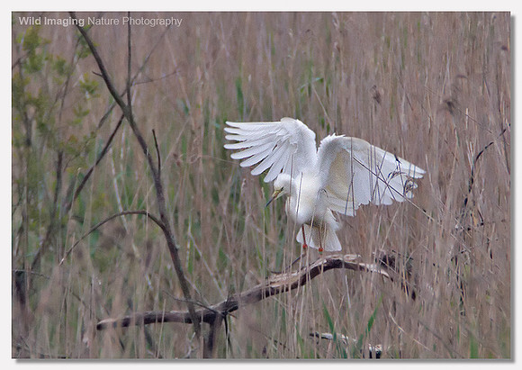 Great white egret - Ardea alba