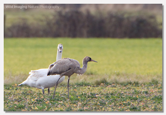 Common crane - Grus grus
