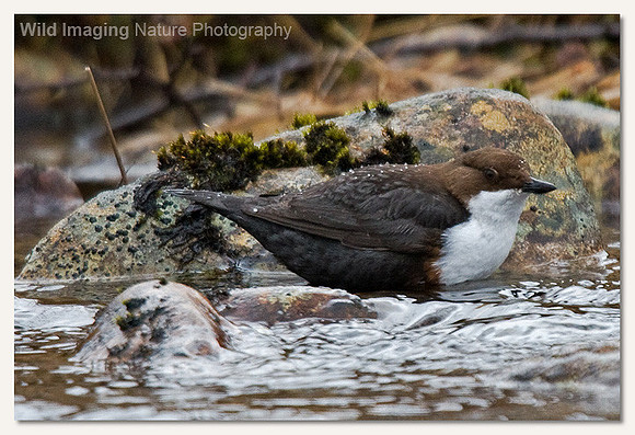 Dipper - Cinclus cinclus